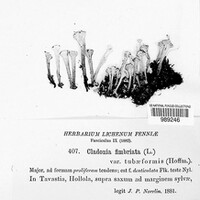 Cladonia fimbriata image